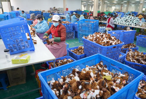 新華全媒 小社區(qū)里的 發(fā)展密碼